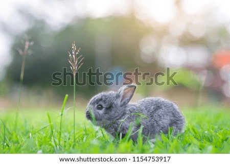 Gray rabbit on the lawn.