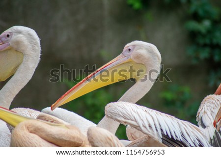 Pelicans side picture 