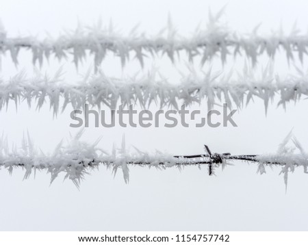 hoarfrost in winter