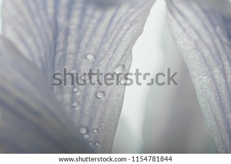 macro petals orchid background