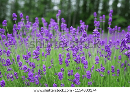 Selective focus of lavender blooming field in summer in Hokkaido, Japan