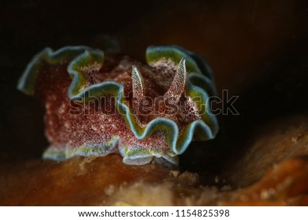Nudibranch Glossodoris cf cincta. Picture was taken in Lembeh strait, Indonesia
