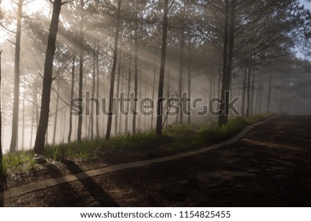  Best of background pine forest with fog and sun rays