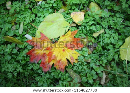 Colorful maple leaves on green grass	