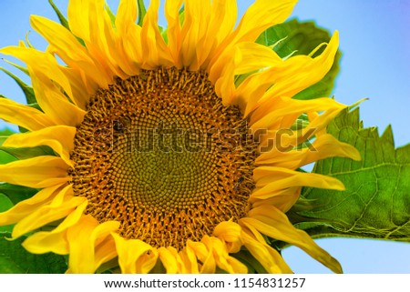 Sunflowers garden. The plants are illuminated by the morning sun