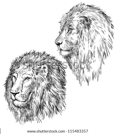 Pencil Sketch Lion Head Royalty Free Stock Photo Avopix Com