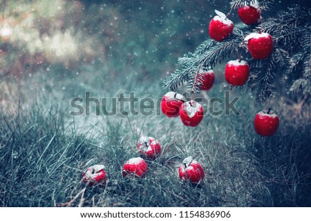 Red apples in snow close up on Christmas tree branches. Greeting card toned