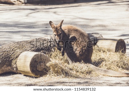 Wallaby (Macropodidae) hanging around the park in vintage setting