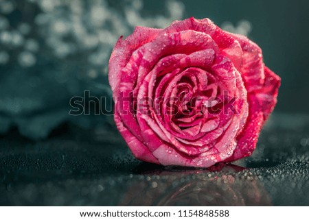 Blooming beautiful colorful rose in garden nature background.