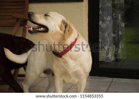 Brown labrador retriever boy and white girl dog couple love in sunny summer day