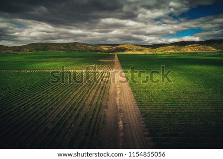 Agricultural vineyard fields in Europe, aerial view