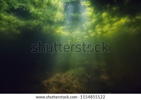 underwater freshwater green landscape / underwater landscape of the lake ecosystem, algae, green water, fresh water Royalty-Free Stock Photo #1154855122