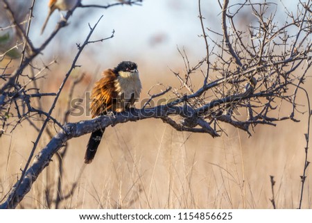 Burchell Coucal in Kruger National park, South Africa ; Specie Centropus burchellii family of Cuculidae