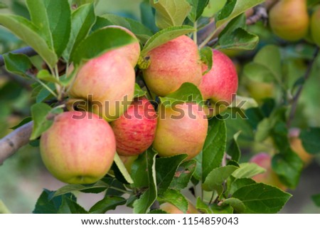 Mature autumn apples on a branch