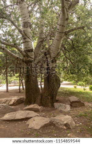 Old tree photographed in public park, stones and grass around, summer day
