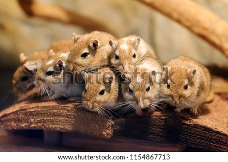 Beautiful close up a cute family of Mongolian gerbil or Mongolian jird (Meriones unguiculatus) packed together for heat