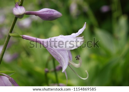 Light lilac hosta (Hosta lancifolia) flower with raindrops close up 