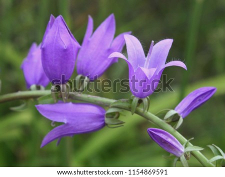 Bright violet creeping bellflower or rampion bellflower (Campanula rapunculoides) flowers close up