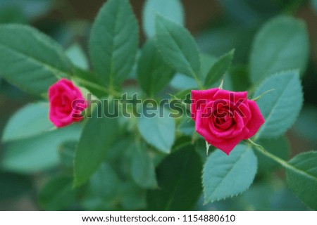 Sample of greetings card. Postcard template with beautiful red rose flower and bud image. Blurred greenery background. 