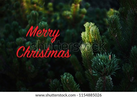 Example postcard red text Christmas tree branches background winter pine