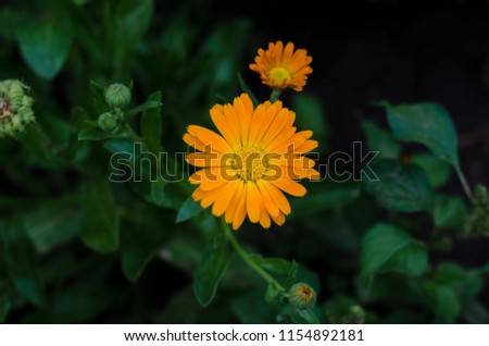 Calendula. Marigold flower 