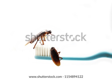 Cockroaches are on the toothbrush