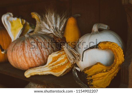 Autumn harvest for sale at patch. Rustic background with different pumpkins. Happy Thanksgiving Day concept. Halloween. Vintage wooden shelf decorated with pumpkins. American farm and barns at autumn.
