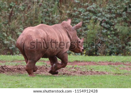 Young Rhinoceros running