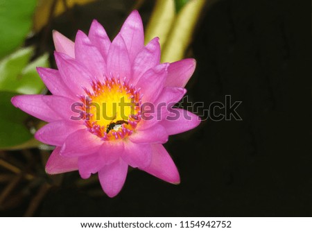 a beautiful pink lotus or waterlily with a bee in the flower's pollen and some green leaves, a part of the picture is black background