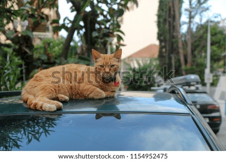 A picture of a cat lying on the street on the car´s roof. 