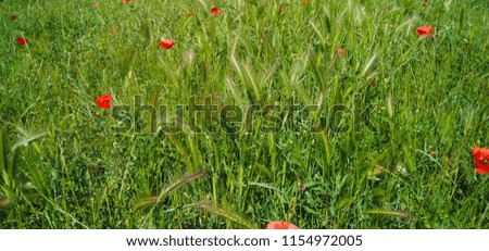 Background, field with wild grass, green spikelets and red poppies.