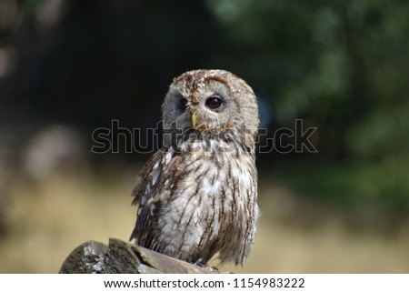 Portrait of a wonderful brown Owl sitting on a tree bark