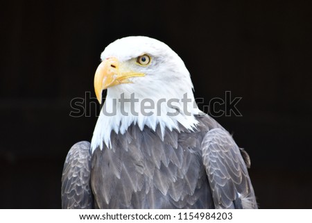 Wonderful majestic portrait of an american bald eagle with a black background Royalty-Free Stock Photo #1154984203