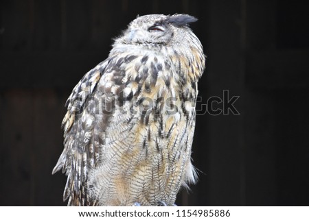Portrait of a wonderful brown Eurasian Owl with a black background