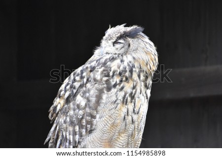 Portrait of a wonderful brown Eurasian Owl with a black background