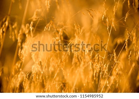 Dried meadow grass in sunlight  abstract background.