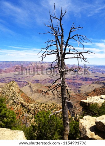 Beautiful view of Grand Canyon with a gnarled pine in front in Arizona in the USA                               