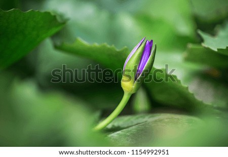 Young lotus flower close-up. The background is the purple lotus and lotus leaf, nature flower concept
