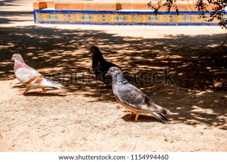 Three pigeons sitting on the ground and looking at the camera, picture with a beautiful background
