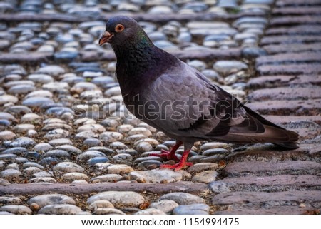 Clear and beautiful picture of a colorful pigeon looking at the camera