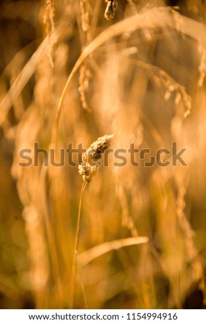 Grass seeds in sunshine, abstract background.