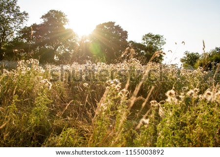 Thistles in wild grass meadow at sunset, Abstract background.