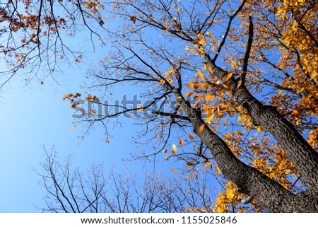 Autumn yellow orange leaves and leafless branches on tree in the forest against blue sky background, fallen leaves autumn background