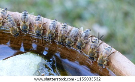 Honey bees (Apidae family) drinking water. Location: Bavaria, Germany Royalty-Free Stock Photo #1155033532
