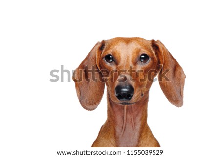 Dachshund dog isolated on white background closeup picture