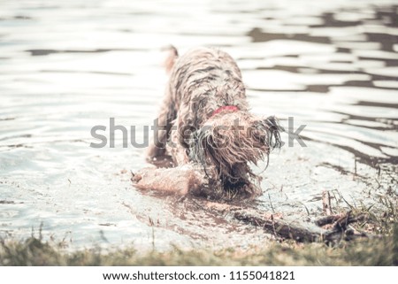 Happy dog playing in muddy water