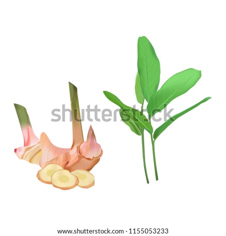 Alpinia galanga plants in nature garden Royalty-Free Stock Photo #1155053233