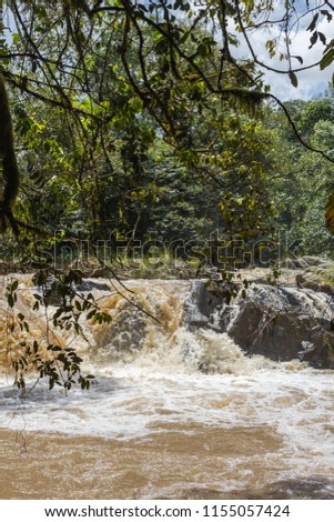 Small streams in Kakamega Forest. Kenya, Africa