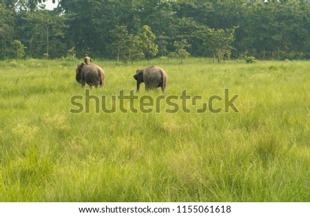Mahout or elephant rider with two elephants in a meadow. Wildlife and rural life in Asia. Asian elephants as domestic animals