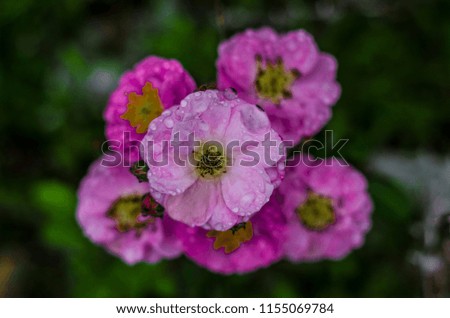 pink flowers that bloom beautifully in the summer